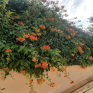 The Orange Groove